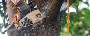 Best Commercial Tree Services  in Mingo Junction, OH