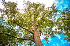  Mingo Junction, OH Tree Care Pros