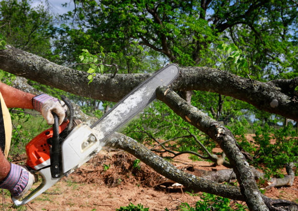 Best Stump Grinding and Removal  in Mingo Junction, OH